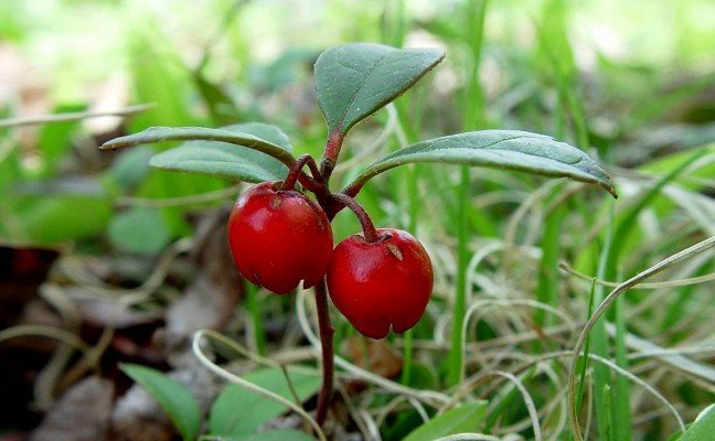 Health Benefits of Winter Green Health Benefits of Winter Green