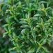 Health Benefits of Winter Savoury
