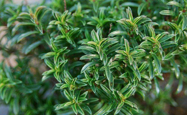Health Benefits of Winter Savoury
