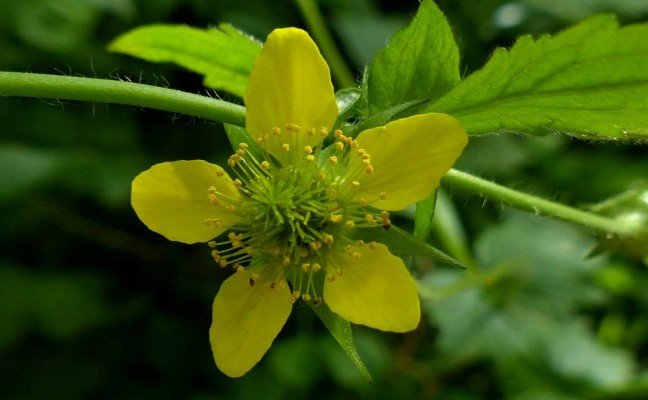 Health Benefits of Wood Avens Health Benefits of Wood Avens