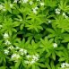 Health Benefits of Woodruff