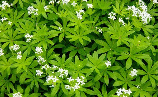 Health Benefits of Woodruff