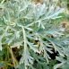 Health Benefits of Wormwood