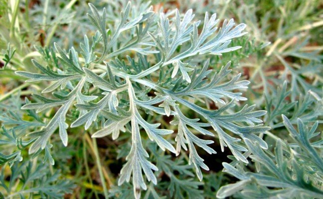 Health Benefits of Wormwood Health Benefits of Wormwood