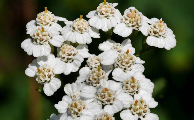 Health Benefits of Yarrow