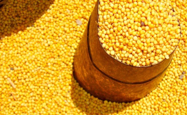 Health Benefits of Yellow Mustard