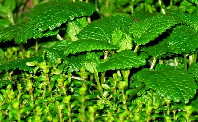 Health Benefits of Yerba Buena