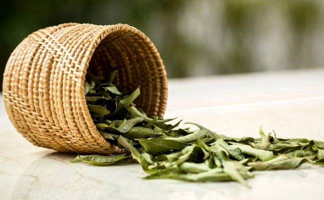 Herb Benefits of Curry Leaves Herb Benefits of Curry Leaves