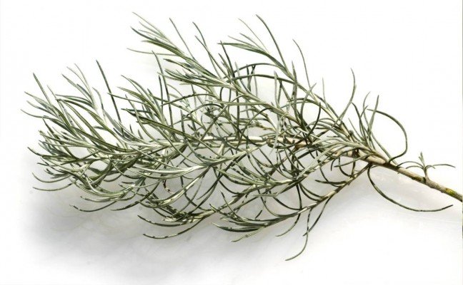 Herb Benefits of Curry Plant