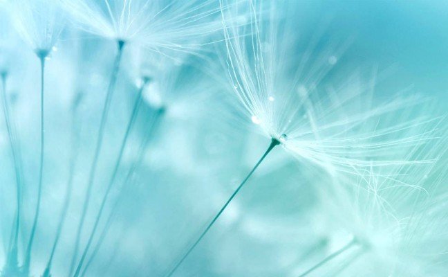 Herb benefits of Dandelion