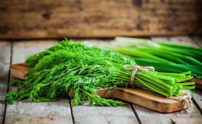 Herb Benefits of Dill Herb benefits of Dill
