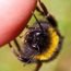 Homemade Remedies for Bee Sting