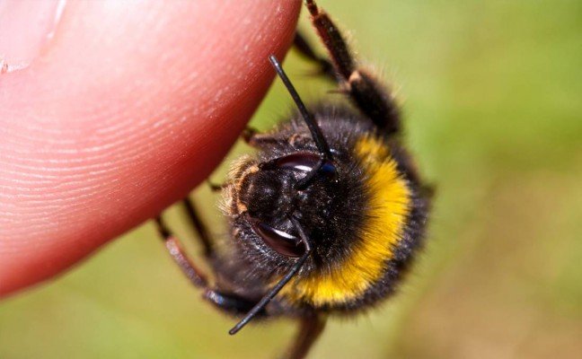 Homemade Remedies for Bee Sting