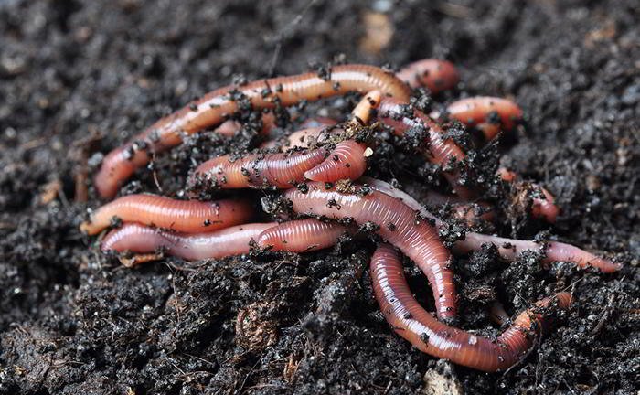 How can we avoid getting worms?