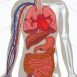 How does high blood pressure effect our body?