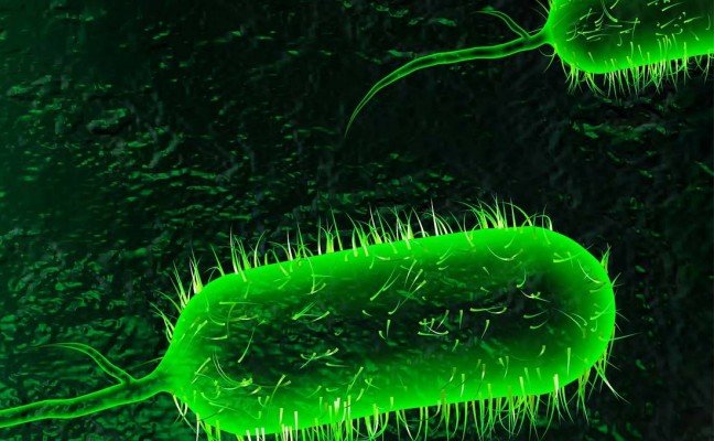 How to Cure Cholera at Home Naturally?
