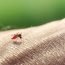 How to Cure Malaria at Home Naturally?