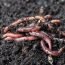 How to Get Rid of Intestinal Worms at Home Naturally?