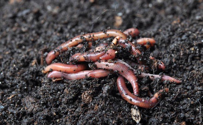 How to Get Rid of Intestinal Worms at Home Naturally?
