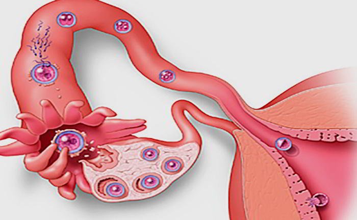 Is salpingitis a contributory factor for infertility?