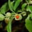 Use of Ashwagandha in Siddha Medicine