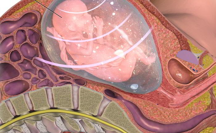 What is amniotic fluid and what is amniocentesis?