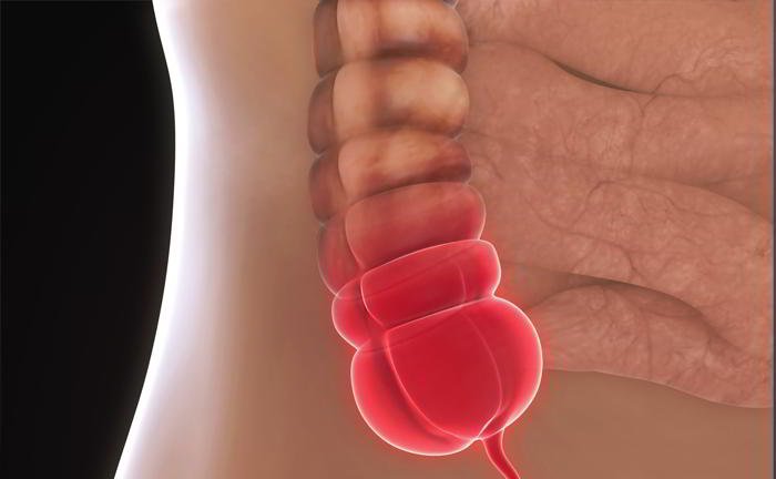 What is appendix?