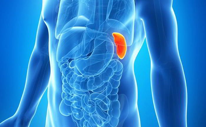 Where is the spleen in the body?